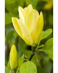 Магнолія гібридна Дафні | Magnolia hybrida Daphne | Магнолия гибридная Дафни